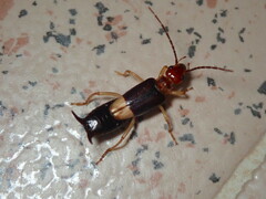 Forficula riffensis