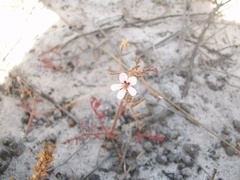 Pelargonium senecioides