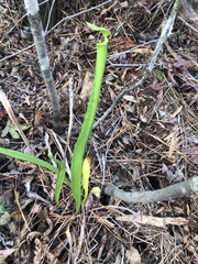 Sarracenia flava