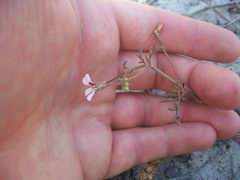 Pelargonium senecioides