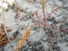 Pelargonium senecioides
