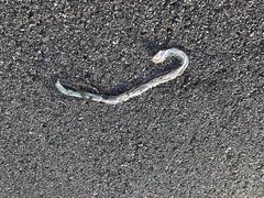 Hierophis viridiflavus