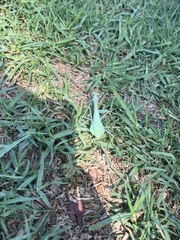 Stagmomantis limbata