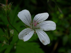 Geranium rivulare