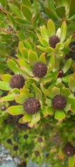 Leucadendron strobilinum