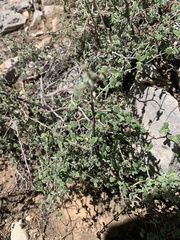 Holodiscus discolor microphyllus