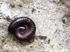 Pachyiulus oenologus