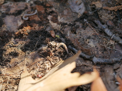 Cleidogona