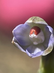 Thelymitra brevifolia