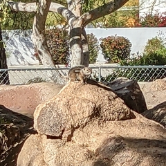 Ammospermophilus harrisii