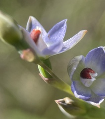 Thelymitra brevifolia
