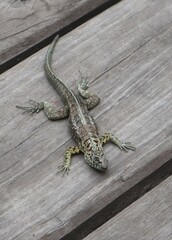 Microlophus indefatigabilis