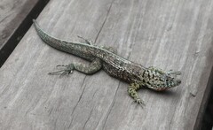 Microlophus indefatigabilis