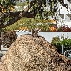 Ammospermophilus harrisii