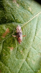 Neostenotus