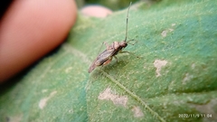 Neostenotus