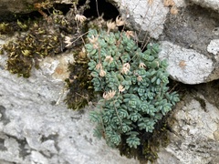 Sedum dasyphyllum