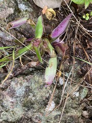 Tradescantia spathacea
