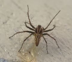 Oxyopes gracilipes