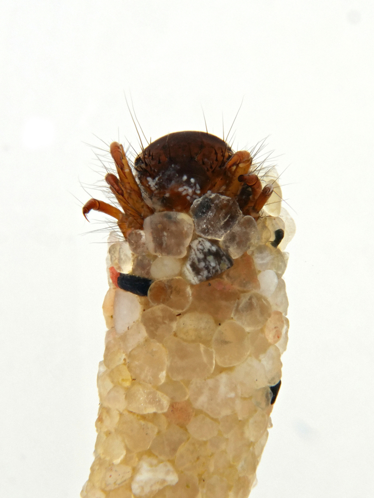 Ecclisopteryx dalecarlica