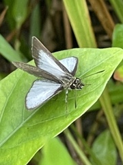 Aeromachus plumbeola