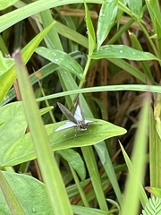 Aeromachus plumbeola