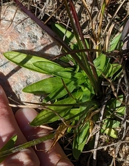 Sabatia kennedyana