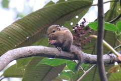 Tamiops mcclellandii