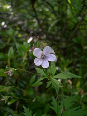 Geranium rivulare