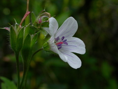 Geranium rivulare
