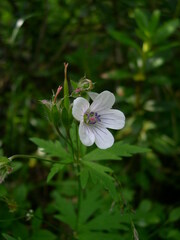 Geranium rivulare