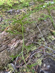 Lycopodiaceae