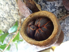 Eschweilera compressa