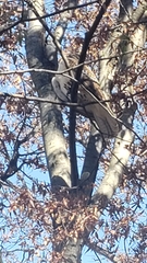 Buteo jamaicensis