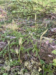 Lycopodiaceae