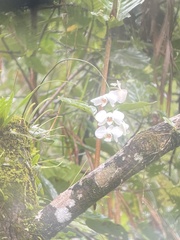 Phalaenopsis aphrodite