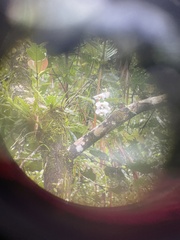 Phalaenopsis aphrodite