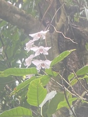 Phalaenopsis aphrodite