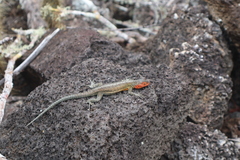 Microlophus indefatigabilis