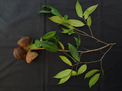 Eschweilera compressa