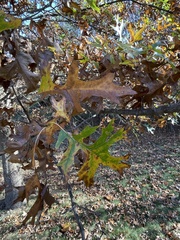 Quercus palustris
