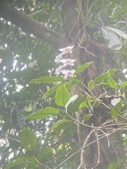 Phalaenopsis aphrodite