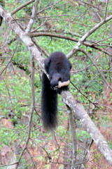 Ratufa bicolor