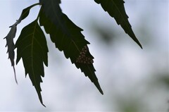 Obtusipalpis pardalis