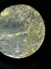 Semnopithecus schistaceus