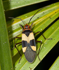 Pyrrhocoroidea
