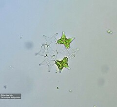 Pediastrum duplex