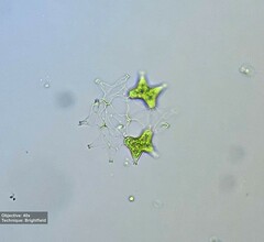 Pediastrum duplex