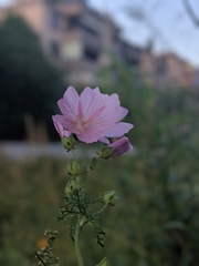 Malva alcea