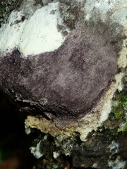 Nectriopsis violacea